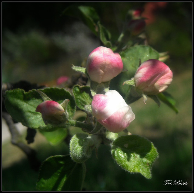 Pączki kwiatów jabłoni