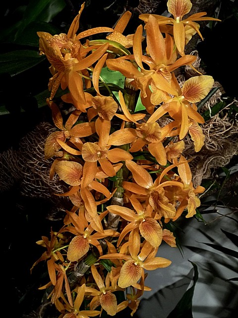 Phaleanopsis equestris hybridum