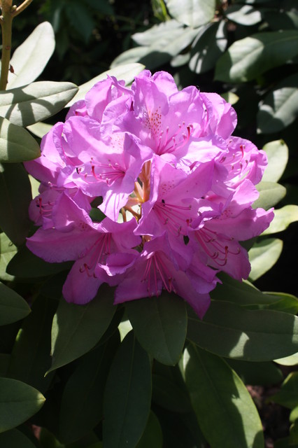 rododendron fiolet