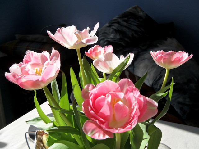 Słoneczne tulipany:)