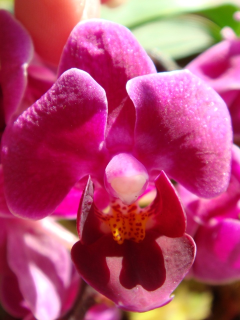 Storczyk- phalaenopsis- miniaturki.