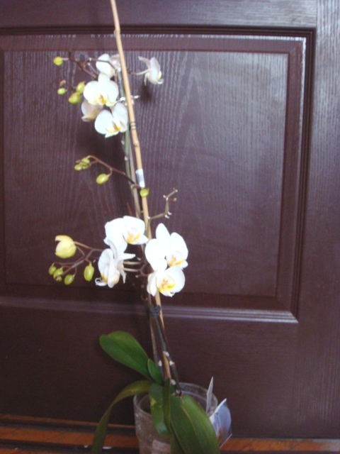 Storczyk- phalaenopsis