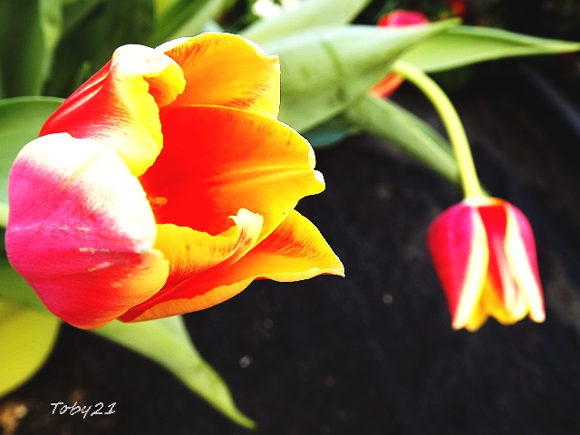 tulipany pstrokate