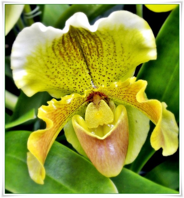 Żółta orchidea
