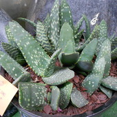 Aloe Paradisicum