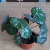 Begonia od Lucy