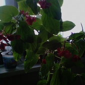 Begonia Red Dla Babc