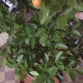 Cytryno - mandarynka
