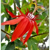 Czerwona passiflora
