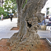 Drzewo