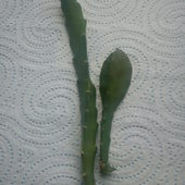 Epiphyllum-prezent od aliwas