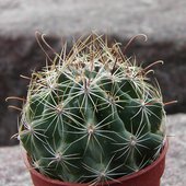 kaktus zaczepny