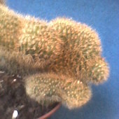 kaktus-zbliżenie
