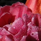 Kolorowy zawrót...tulipanowy;)))