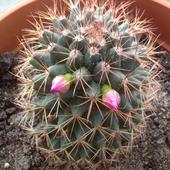 Moj pierwszy kwitnący kaktus :-)