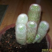 Moja nowa kaktusowa rodzinka