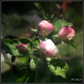 Pączki Kwiatów Jab