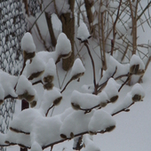 Pąki magnolii po ostatnim ataku zimy