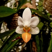 Phaleanopsis Mini Mark.
