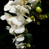 Phaleanopsis