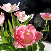 Słoneczne tulipany:)