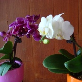 Storczyk- phalaenopsis- miniaturki.