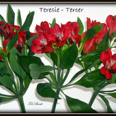 Teresce- Tercer