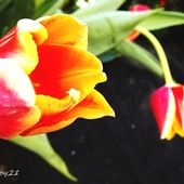 tulipany pstrokate