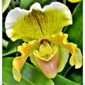 Żółta orchidea
