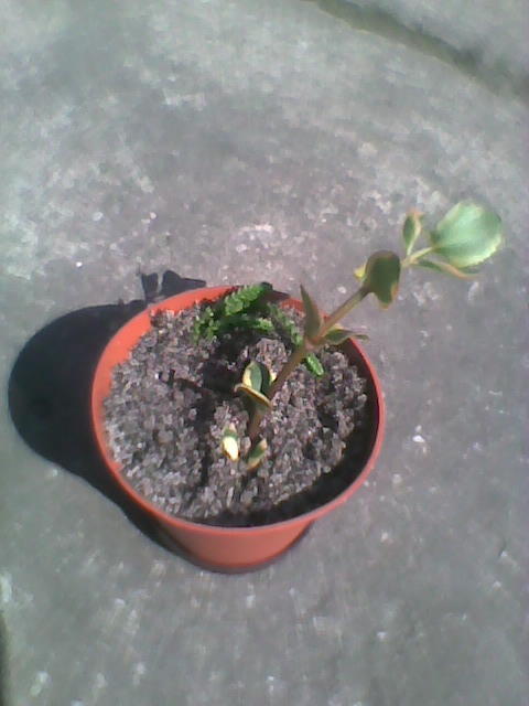 Crassula  sarmentosa variegata