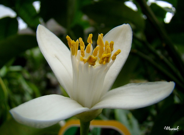 cytruskowy kwiatuszek