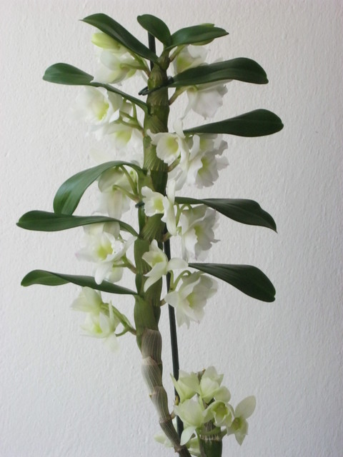 Dendrobium – Dendrobium (storczyk)