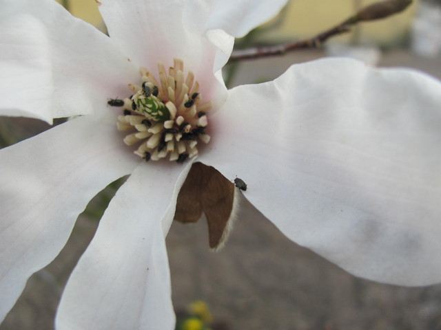 dzicy lokatorzy na magnolii