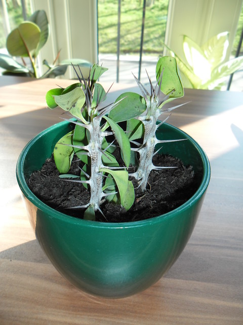 Euphorbia mili (wilczomlecz lsniacy)