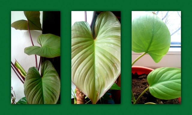 FILODENDRON??????