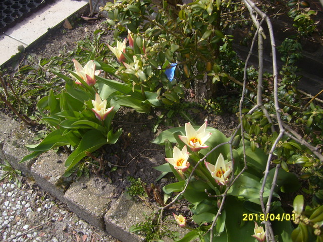 Fotke zrobilam 1.04 przed domem sasiadki  sama bylam zaskoczona kwitnacymi tulipanami