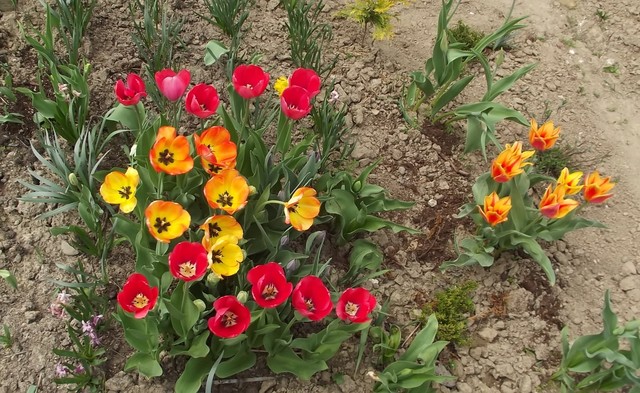 Kochani na miłe popołudnie- tulipanki dla Was:)