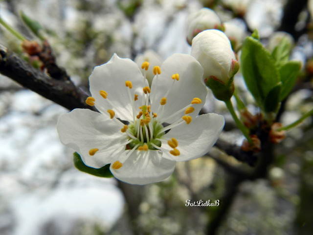 Kwitną drzewa owocowe-ŚLIWA MIRABELKA.