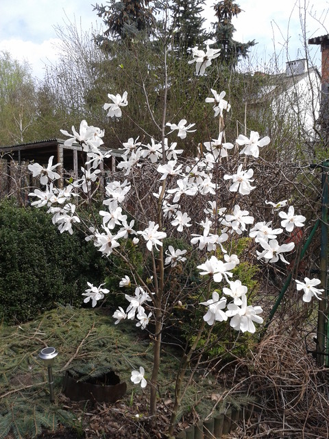 Magnolia    japońska kobus