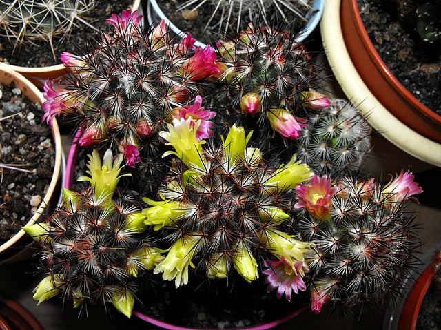 Mammillaria microhrelia microheliopsis