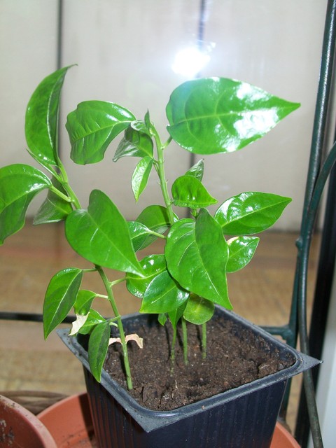Passiflora Edulis