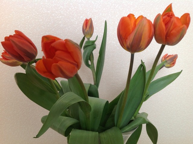 Poświąteczne tulipany