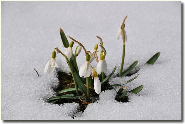 Śnieżyczka przebiśnieg – Galanthus nivalis