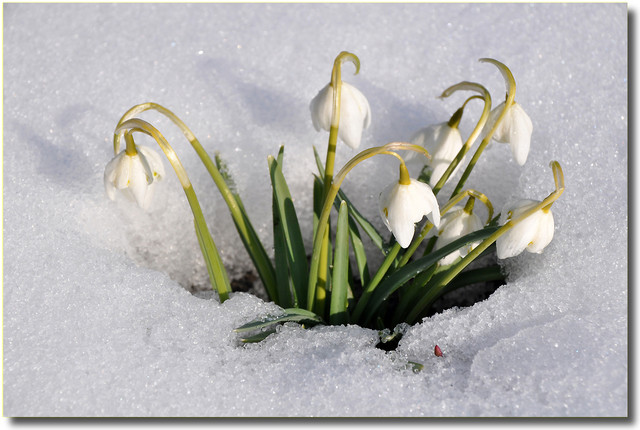 Śnieżyczka przebiśnieg – Galanthus nivalis
