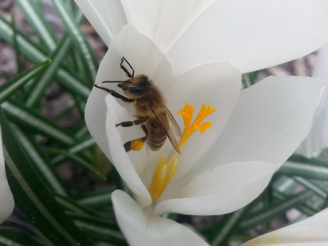 pszczoła w krokusie. :)