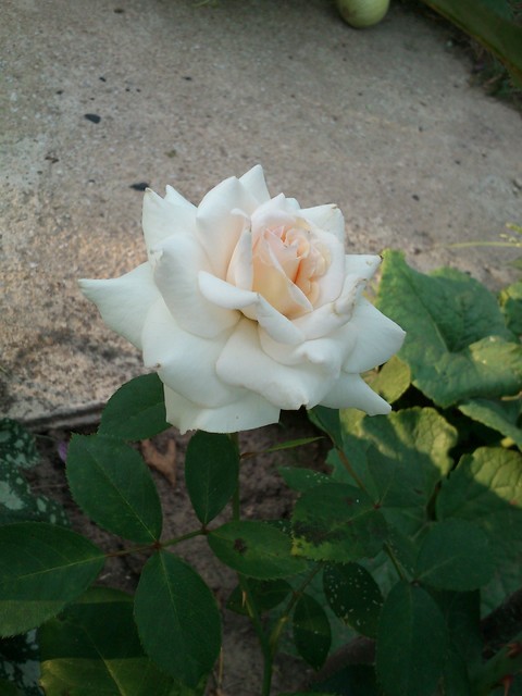 Róża  pnąca