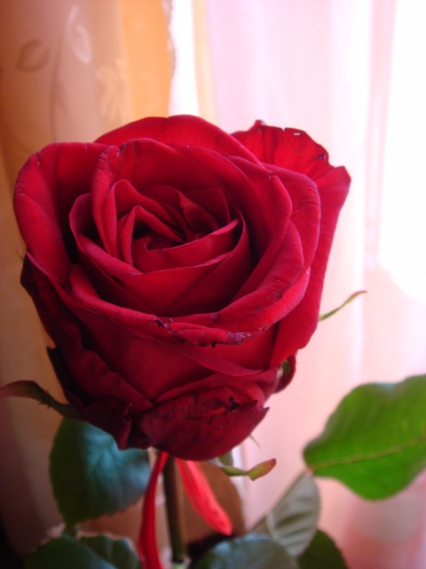 Róża od męża :) - kolejna;)