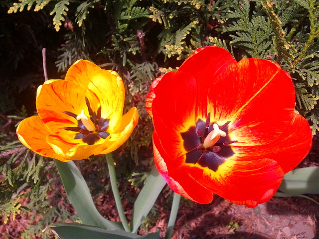 Tulipany rozkwitły