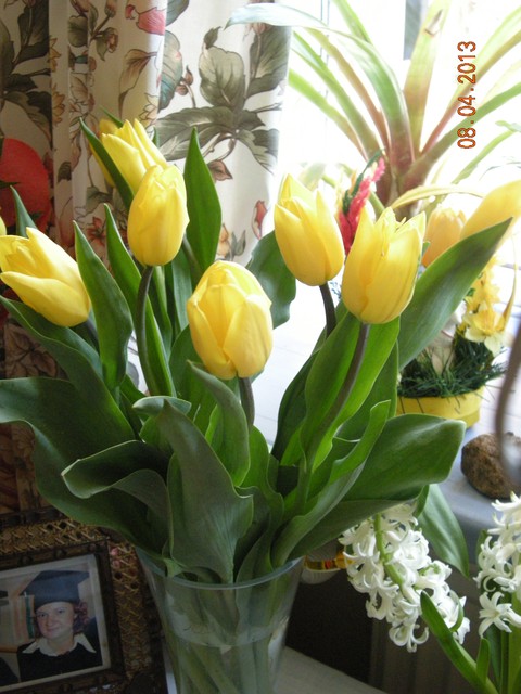 Urodzinowe tulipany