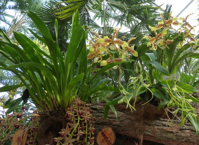 Z wystawy orchidei 2013 - Mainau...